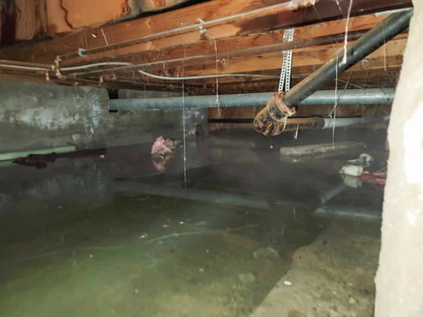 Best Water damage restoration services  in Point Roberts, WA