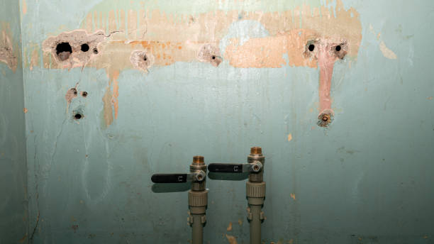 Best Water damage cleanup near me  in Point Roberts, WA
